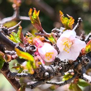 サクラ,ヤマザクラ,森林限界,花のある暮らし,緑のある暮らしの画像