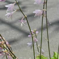 ギボウシの画像