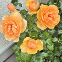 カラー,ミニトマト,枝豆,アンゲリカ,カラー　キャプテンベレッタの画像