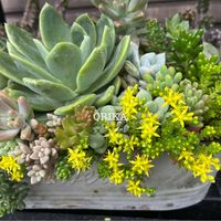 セダム,セダム,多肉,エケベリア,多肉植物 寄せ植えの画像