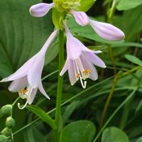 ギボウシ,擬宝珠,散歩,季節の花,ホスタの画像