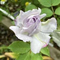 リンドウ,バラ・ブルーインパルス,日々草(にちにちそう),ディープパープル　薔薇,手作りパン⭐︎の画像