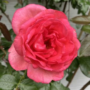 バラ ラ・ローズ・ドゥ・モリナール,寄せ植え,咲いた！,雨にも負けず,フェンスの画像