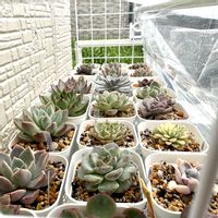 エケベリア,多肉植物いろいろ,多肉植物,多肉棚,雨の日の画像