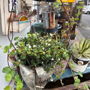 ブライダルベール,ヘデラ ピーターパン,寄せ植え,サビサビ,健康第一☘️の画像