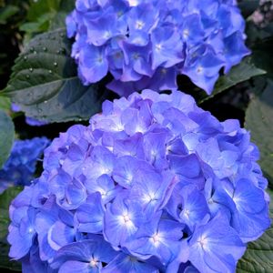可愛い,紫陽花 アジサイ あじさい,花のある暮らし,緑のある暮らし,綺麗の画像