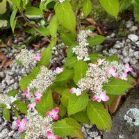 オキザリス・トライアングラリス,山紫陽花 紅,我が家の庭の画像
