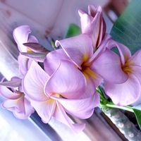 プルメリア,プルメリア,フランジパニ,夏の花,花のある暮らしの画像
