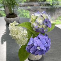 アジサイ,アナベル,紫陽花 アジサイ あじさい,今朝の一枚,会社の画像