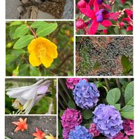 アジサイ,ギボウシ,キンシバイ,フクシャ,多様性を愛する会の画像