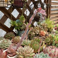 ラウイhyb,多肉植物,多肉寄せ植え,エケベリア属,多肉大好きの画像