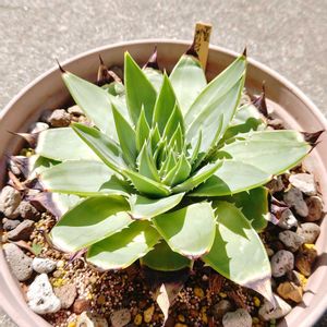 アロエ,アロエ  ポリフィラ,多肉植物,観葉植物,ガーデニングの画像