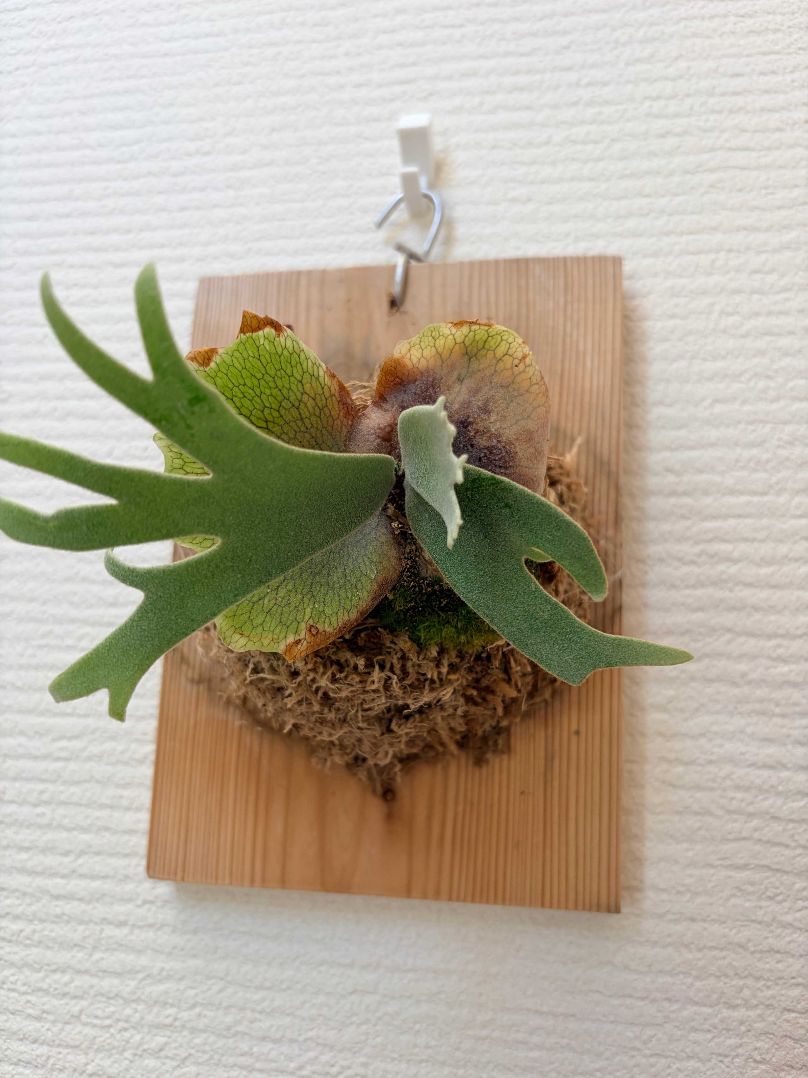 ビカクシダ バクスポ バクスポの貯水葉からの新芽 ビカクシダの森