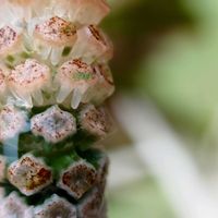 スギナ,ツクシ,シダ植物,野草,夏緑性の画像