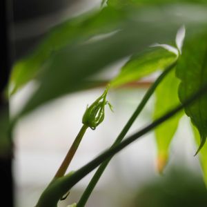 アンスリウム・ポリスキスツム,観葉植物,成長記録の画像