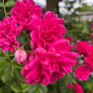 庭園,沢山のお花,お出かけ先の画像