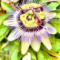 トケイソウ,今日のお花の画像