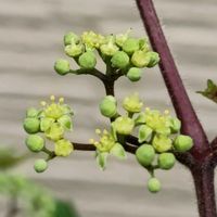 ノブドウ,ノブドウ,ノブドウの花,ノブドウの花,大人の着せ替え人形の画像