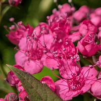 バーベナ,ヒューケラ,シモツケ ,カタバミ,ノコギリ草の画像