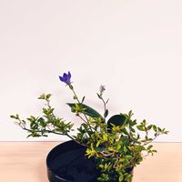 キキョウ,ギボウシ,桔梗,ヤマツツジ,擬宝珠の画像