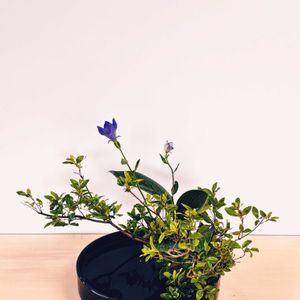 キキョウ,ギボウシ,桔梗,ヤマツツジ,擬宝珠の画像