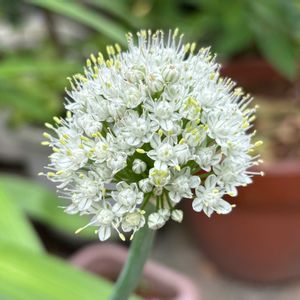 アガパンサス,玉ねぎ,紫陽花 おたふくの画像