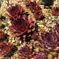 センペル,センペルビウム,多肉植物,地植え,緑のある暮らしの画像