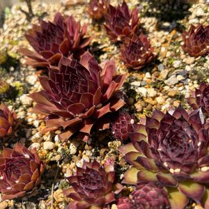 センペル,センペルビウム,多肉植物,地植え,緑のある暮らしの画像
