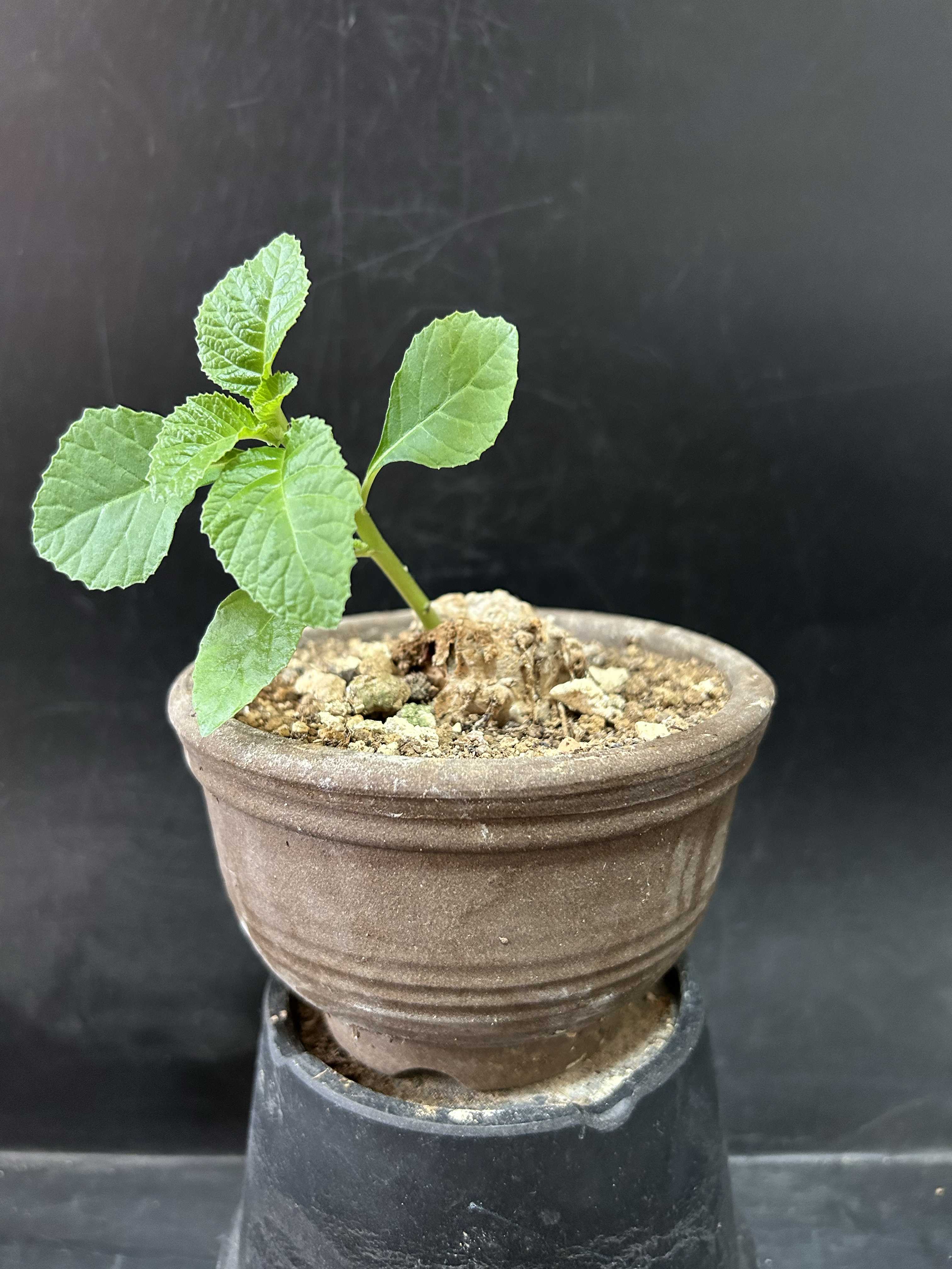塊根植物(コーデックス)とは｜レアで人気の種類は？育て方のコツは