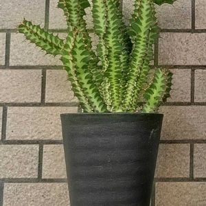 ユーフォルビア　ノベリー(クノベリー),成長記録,楽しい時間,今日のベランダ,ワクワク止まらずの画像
