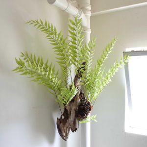 シダ,ドリナリア  リギデュラ  ホワイティ,観葉植物,シダ植物,グリーンインテリアの画像