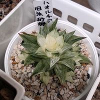 ハオルチア,氷砂糖,ハオルチア氷砂糖,多肉植物,多肉ちゃんの画像