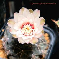 サボテン,碧魚連,緋花玉,ギムノカリキウム　緋花玉,ランプランサス属の画像