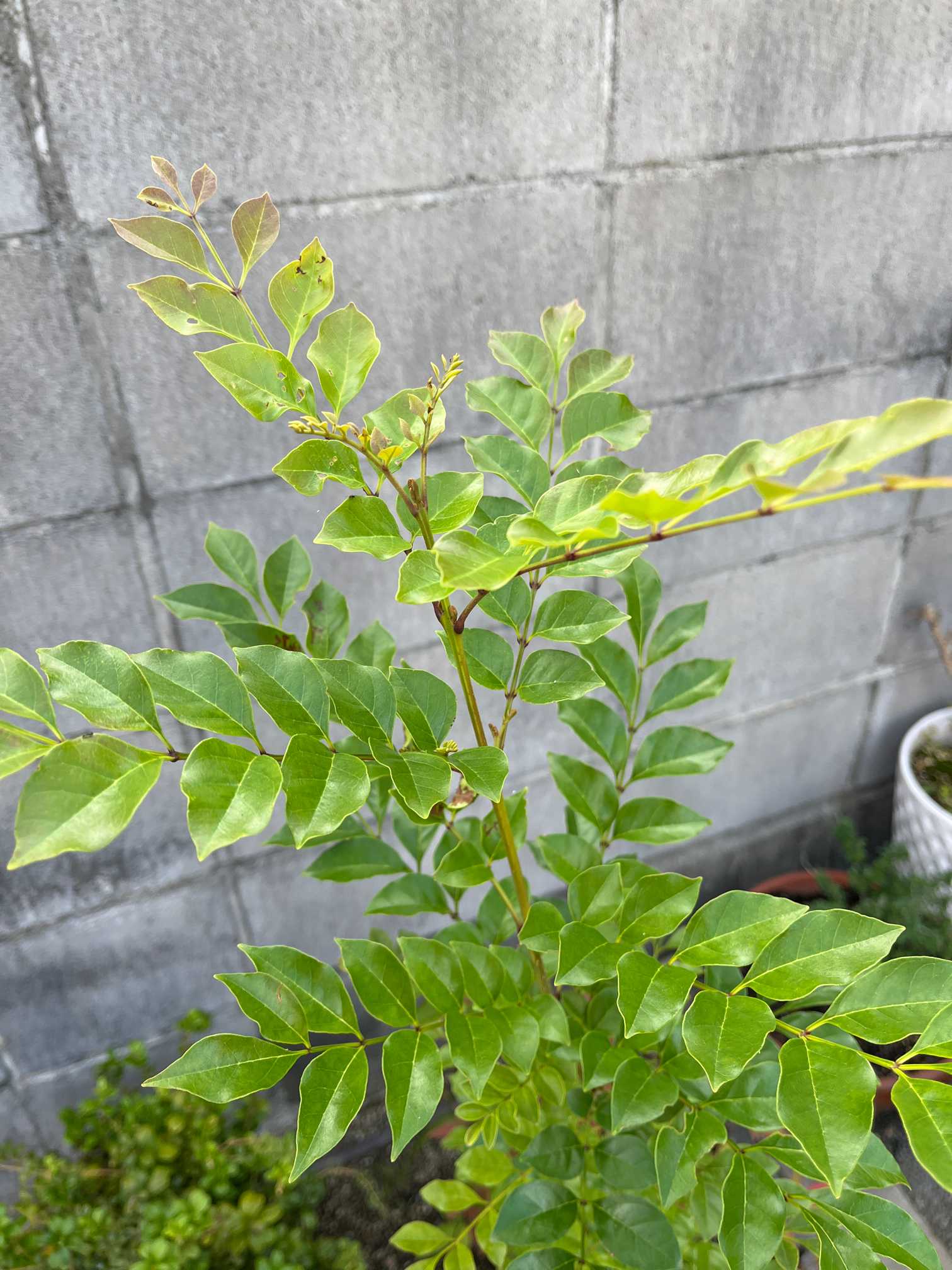 ヒレザンショウの育て方｜植え付ける場所は？挿し木や剪定の方法は