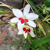 ヒメヒオウギ,お花,ウォーキングにての画像