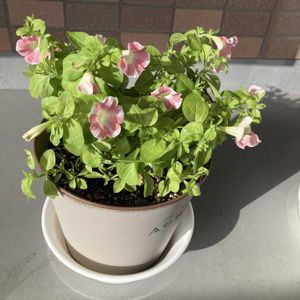ピンク,マンション,窓辺,ベランダの画像