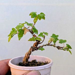 唐楓,盆栽,ミニ盆栽,盆栽苗木,まめ盆栽の画像