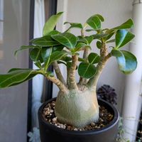 サボテン,アデニウム,アデニウム アラビカム,多肉植物,多肉大好きの画像