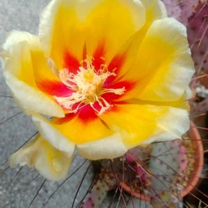 ウチワサボテン,多肉植物,サボテン科,agave,オプンチアの画像