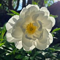 リビング,小さな庭の画像