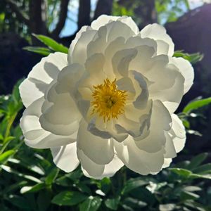 リビング,小さな庭の画像