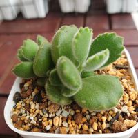 熊童子,デレッセーナ,静夜,カランコエ ミリオンスター,多肉植物の画像