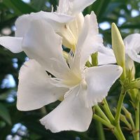 オレガノ,ストック,サフィニア,サフィニア,キョウチクトウの画像