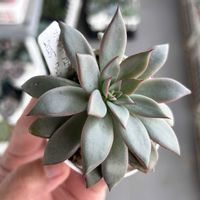 エケベリア,ルブラ,紅手鞠,カマノイ プエブラ,多肉植物の画像