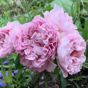 バラ,バラ ヒーリング,鉢植え,バラ 鉢植え,ばら バラ 薔薇の画像