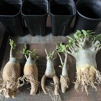 アデニウム,アデニウム アラビカム,アデニウム オベスム,Adenium obesum " Desert Rose ",多肉植物の画像