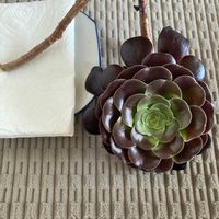 黒法師,多肉植物,アエオニウム属,ベンケイソウ科,部屋の画像