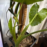 クワズイモ,リビング・ダイニングの画像