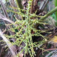 ヤシの花,ヤシの木,Lytocaryum insigne,Lytocaryum insigne,ニカウヤシの画像