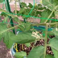 ミニトマト,プランター菜園の画像